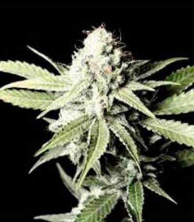 Семена сорта VIP Auto fem (VIP seeds)