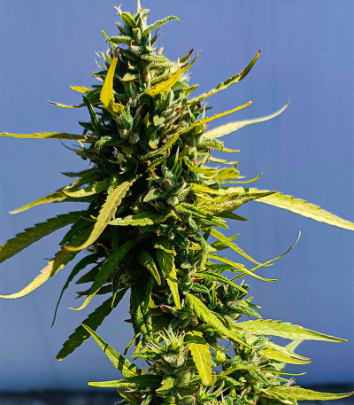 Семена сорта Lemon Cake Auto fem (High Speed ​​Buds)