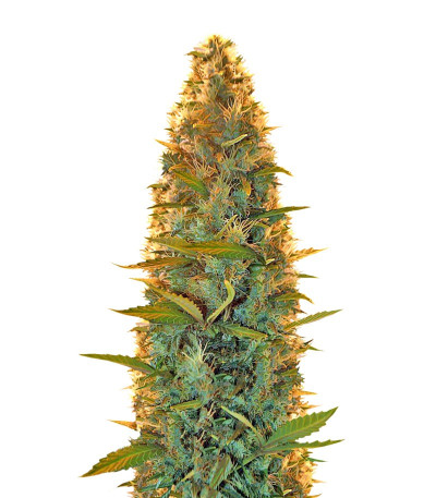 Семена сорта Lowryder Auto reg (Doctor’s Choice)