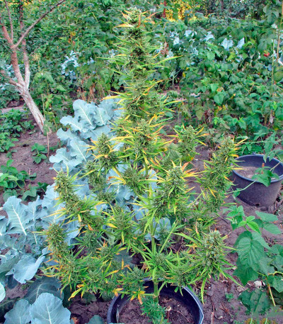 Семена сорта Autoflowering White Russian #1 fem (Serious Seeds)