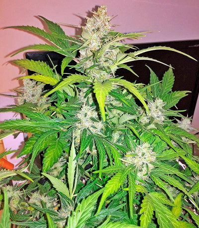 Сорт каннабиса Amnesia XXL Autoflowering