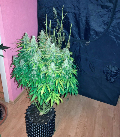 Семена сорта Auto White Widow fem (Pyramid Seeds)