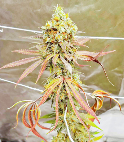 Семена сорта Purple Punch fem (Barney's Farm)