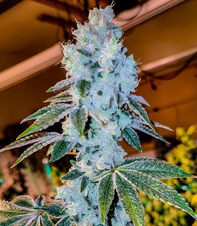 Семена сорта Voilà AUTO Rbx5 fem (Ethos Genetics)