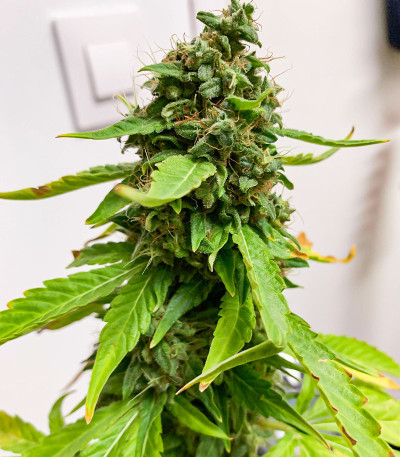 Семена сорта Monster Pebbles (Monster Genetics)