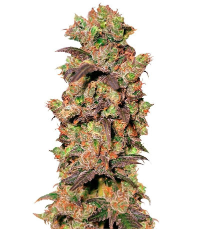 Семена сорта Pink Plant fem