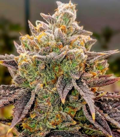 Семена сорта Bubble Gummy Auto fem (Ethos Genetics)