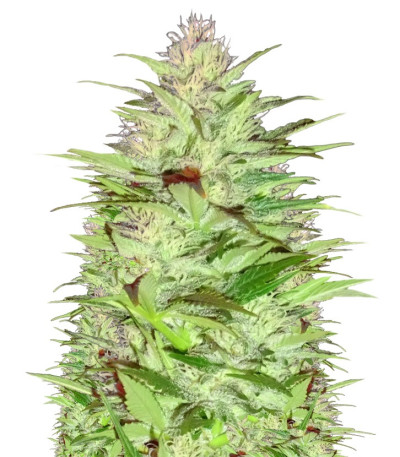 Семена сорта Critical Chronic Auto fem (Sumo Seeds)