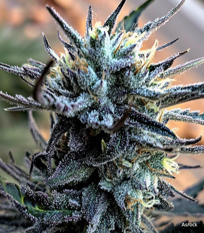 Семена сорта Gorilla fem (Семяныч)