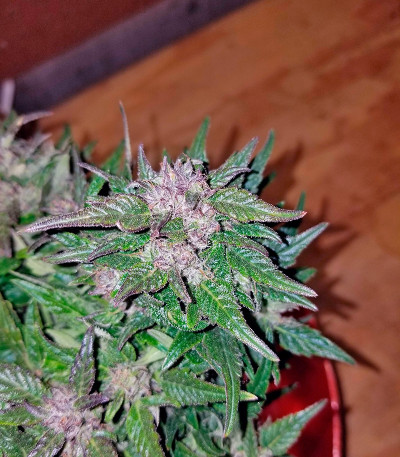 Семена сорта Auto Pyramid fem (Pyramid Seeds)