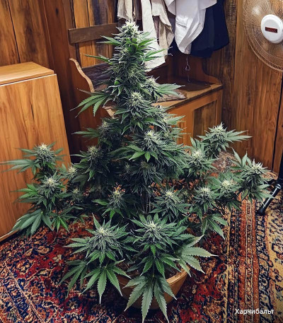 Семена сорта Bruce Banner Auto fem (Cali Buds Seeds)