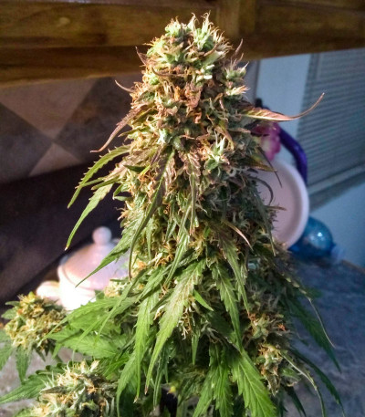 Семена сорта Wild Thailand Ryder Auto fem (World of Seeds)