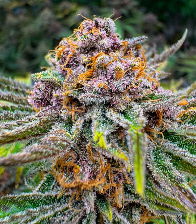 Семена сорта Cherry Cola Auto RF3 fem (FastBuds)