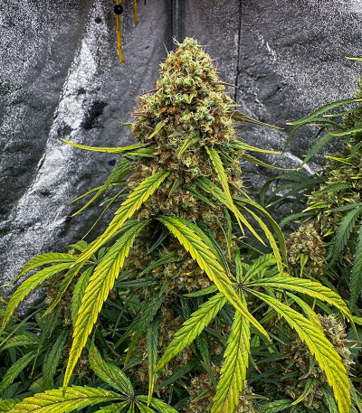 Семена сорта Grape Kong Auto fem от Семяныча