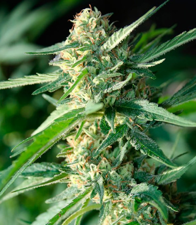 Семена сорта Jamaican Dream fem (Eva Seeds)