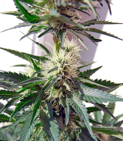 Семена сорта Belladonna fem (Paradise Seeds)