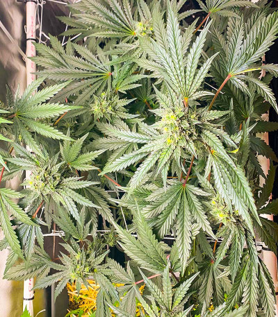 Семена сорта Runtz Fast Flowering fem (Humboldt Seed Organization)