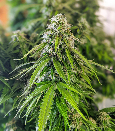 Семена сорта Gorilla Glue Auto fem