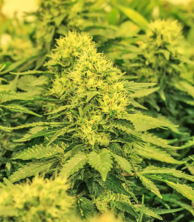 Семена сорта La Blanca Gold fem (Vision Seeds)