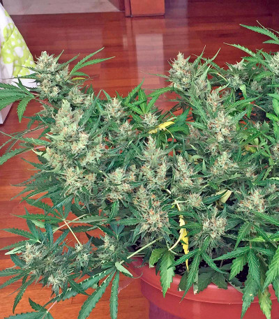 Семена сорта Swiss Cheese Automatic fem