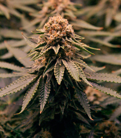 Семена сорта Grandaddy Purple fem