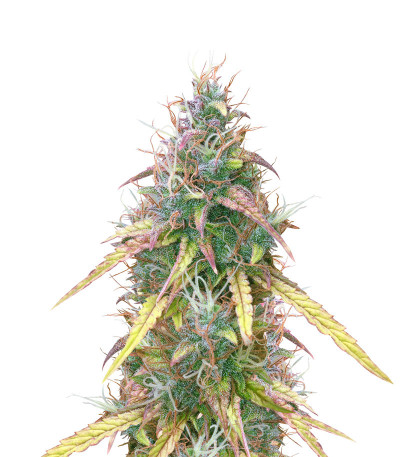 Семена сорта CBD Auto Compassion Lime fem (Dutch Passion)