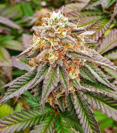 Семена сорта 10TH Planet R1 fem (Ethos Genetics)