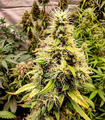 Семена сорта Black Orchid fem (Original Sensible Seeds)