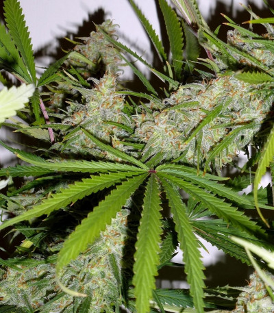 Семена сорта C99 fem (Female Seeds)