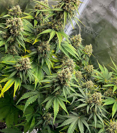 Семена сорта Crime Caramel 2 Auto fem (Семяныч)