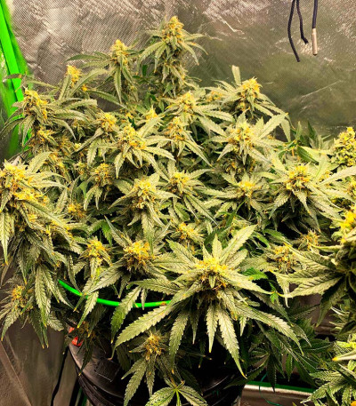 Семена сорта Do-Si-Dos Cookies fem (00 Seeds)