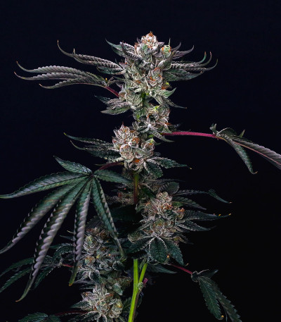 Семена сорта Luxar-Dos fem (Compound Genetics)