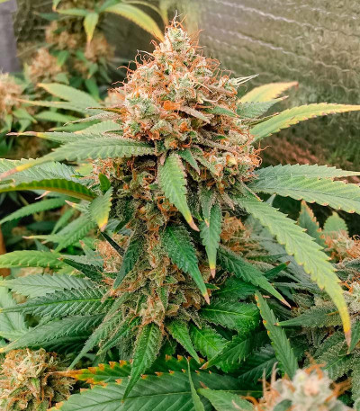 Семена сорта Lemon Drizzle fem (Barney's Farm)