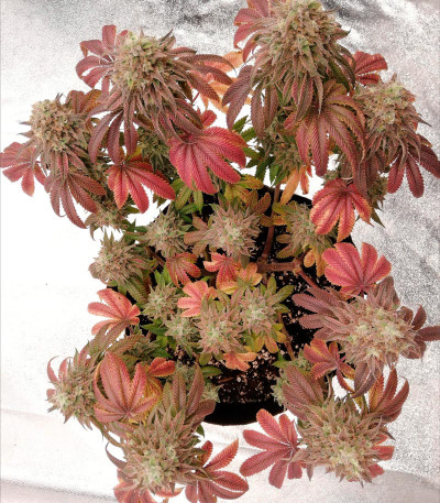 Семена сорта Runtz Muffin (Barney’s Farm)