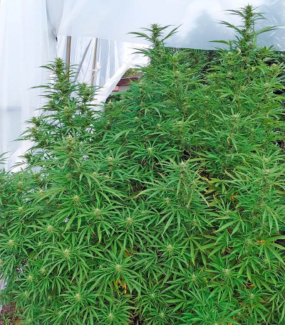 Семена сорта Critical + 2.0 Autoflowering fem