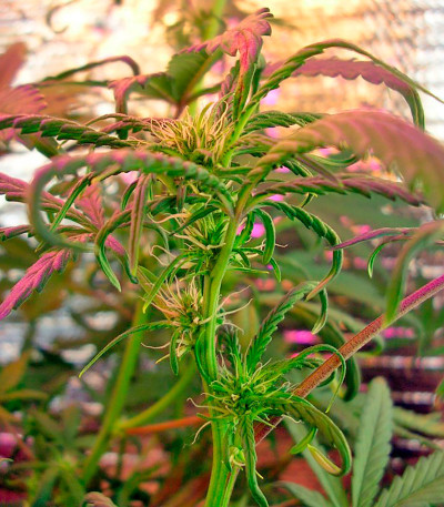 Семена сорта Kush-N-Cheese Autoflowering fem