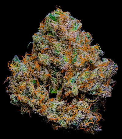 Семена сорта Louis XIII fem (7CH American)
