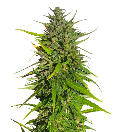 Семена сорта Original Moby Dick Auto fem (FastBuds)