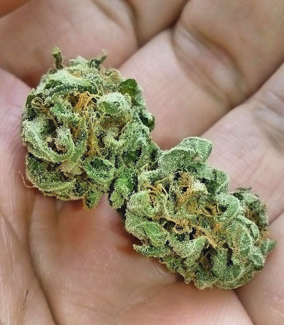 Семена сорта Buzz Light Gear fem (Dr. Krippling Seeds)