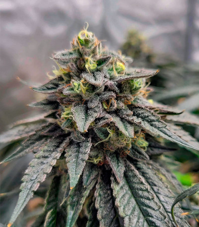 Семена сорта Farmer’s Daughter fem (Humboldt Seed Company)