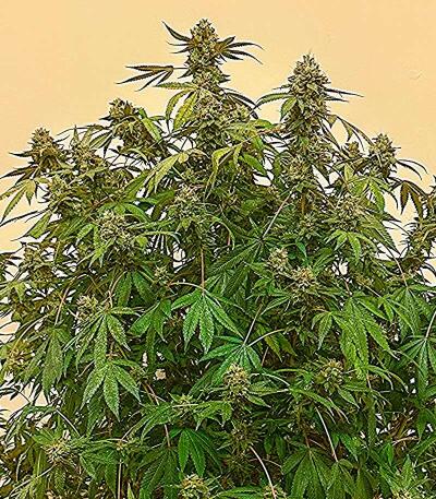 Семена сорта Grapes fem (UKHTA)