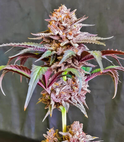 Семена сорта Gush Mints fem (7CH American)