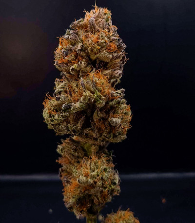 Семена сорта Pellezino Cookies fem (Original Sensible Seeds)