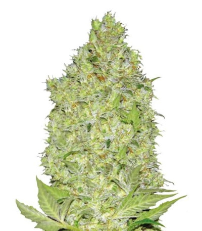 Семена Chronical шишки