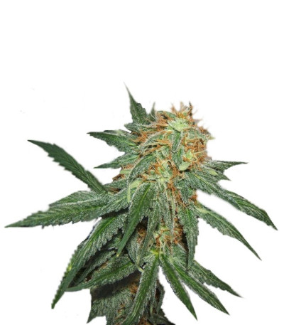 Семена сорта Great White Shark (Green House Seeds)