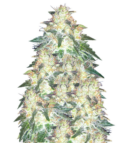 Семена сорта Russian Snow fem (Vision Seeds)