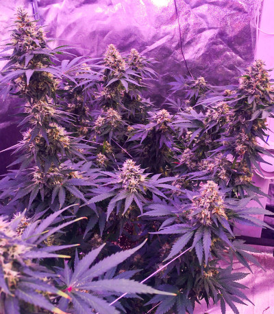 Семена сорта T-34 fem (Семяныч)