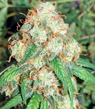 Семена сорта Auto Bubble Gum fem (00 Seeds)