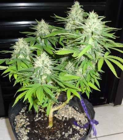 Семена сорта BubbleGummer fem (Female Seeds)