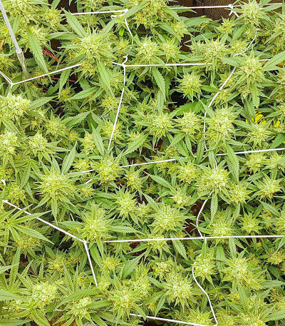 Семена сорта Gelato #33 Fast (Advanced Seeds)